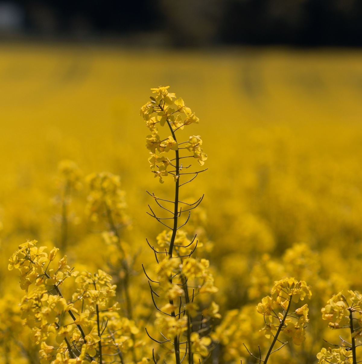 Champ de colza en fleurs en Alsace